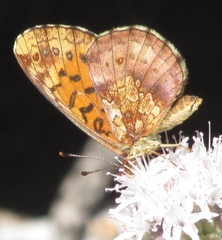 Boloria epithore