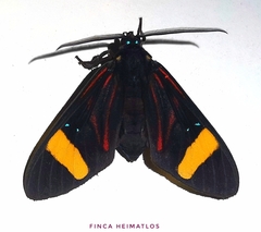Histioea proserpina