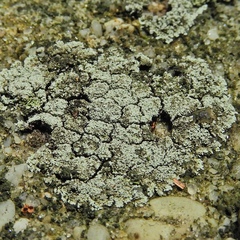 Lepraria neglecta