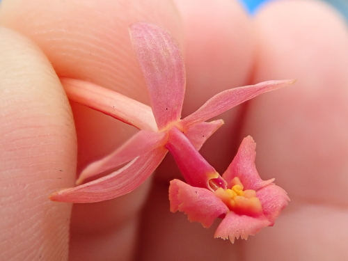 Image of Epidendrum secundum by no rights reserved