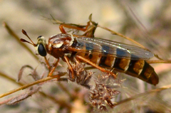 Mydidae
