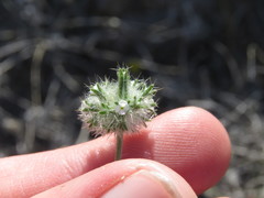 Cryptantha nevadensis