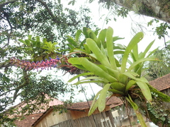 Aechmea gamosepala