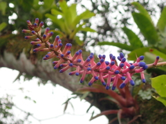 Aechmea gamosepala