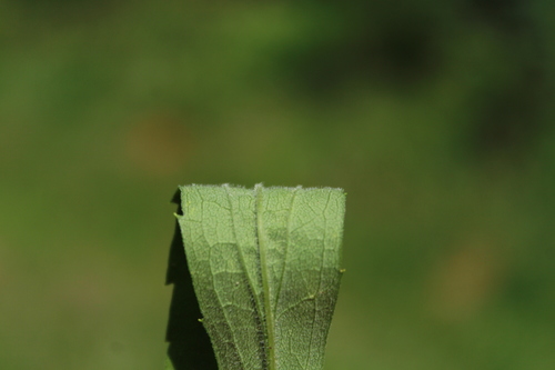 Solidago altissima