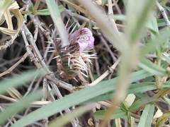 Lepidagathis trinervis