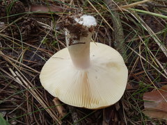 Russula clavipes