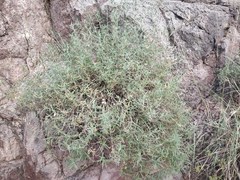 Lepidagathis trinervis