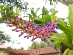 Aechmea gamosepala