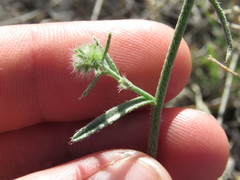 Cryptantha nevadensis