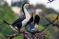 Pied Cormorant photo 1