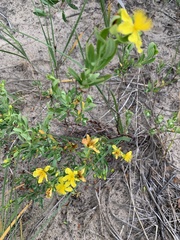 Hypericum kalmianum