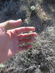 Cryptantha nevadensis