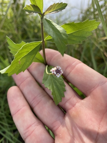 Lanceleaf fogfruit (Phyla lanceolata)