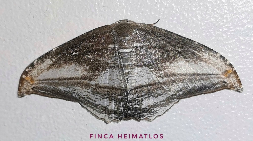 Morphomima fulvitacta