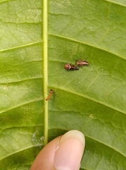 Idioscopus nitidulus