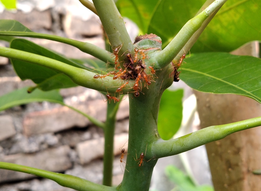 Mango leafhoppers in September 2020 by Ananda Virgiana Prima Dewi. On ...