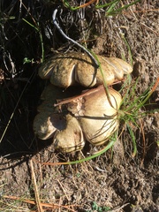 Suillus viscidus