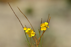 Erysimum teretifolium