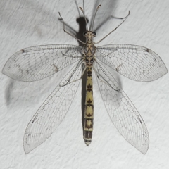 Gymnocnemia variegata