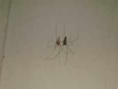 Micropholcus fauroti