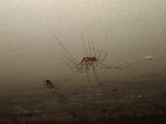 Smeringopus pallidus