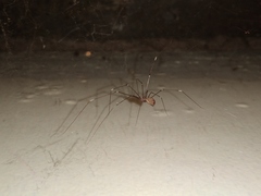 Smeringopus pallidus