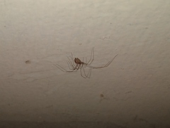 Smeringopus pallidus