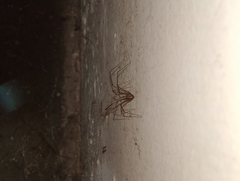 Smeringopus pallidus