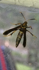 Vitacea scepsiformis