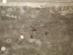 Smeringopus pallidus