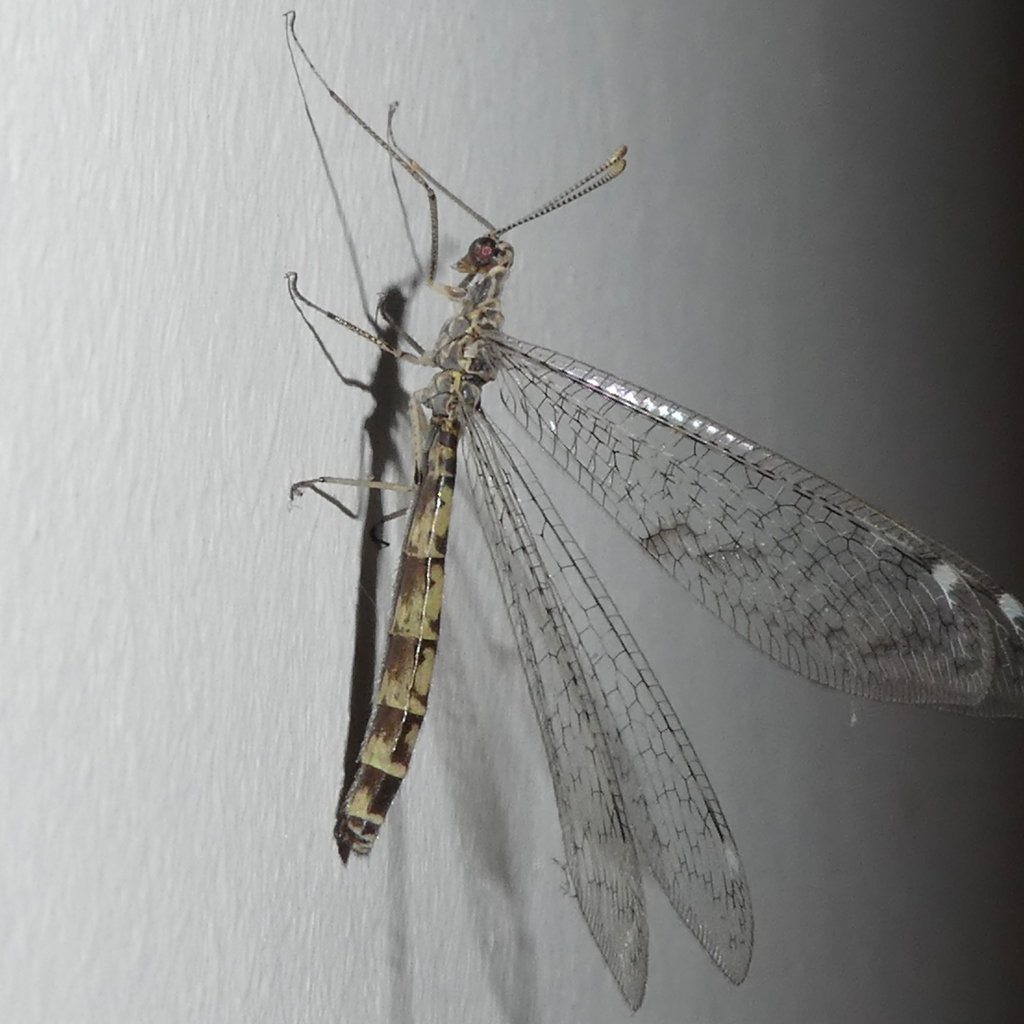 Gymnocnemia variegata