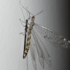Gymnocnemia variegata