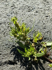 Rumex maritimus