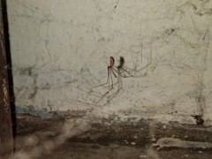 Smeringopus pallidus