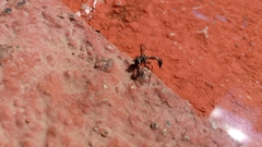Dioprosopa clavata