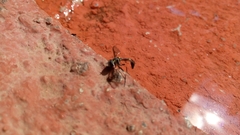 Dioprosopa clavata