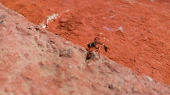 Dioprosopa clavata