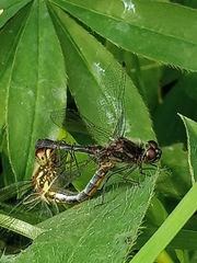Sympetrum danae