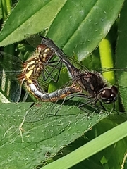Sympetrum danae