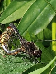 Sympetrum danae