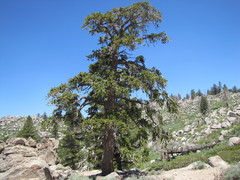 Pinus balfouriana austrina