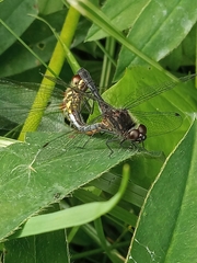 Sympetrum danae