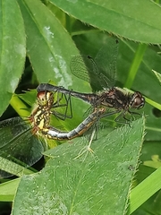 Sympetrum danae