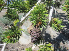Pinus balfouriana austrina