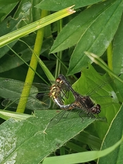 Sympetrum danae