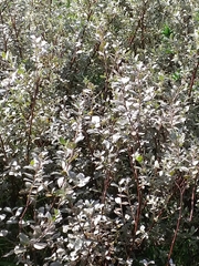 Salix repens