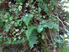 Asplenium praemorsum