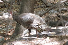 Meleagris gallopavo mexicana