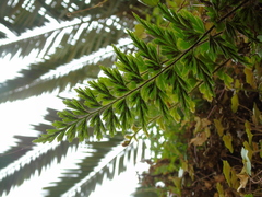 Asplenium praemorsum